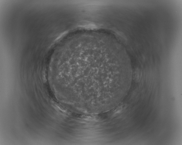 X0000082181205200702021743