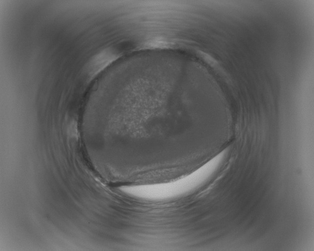 X0000082181209200702021743