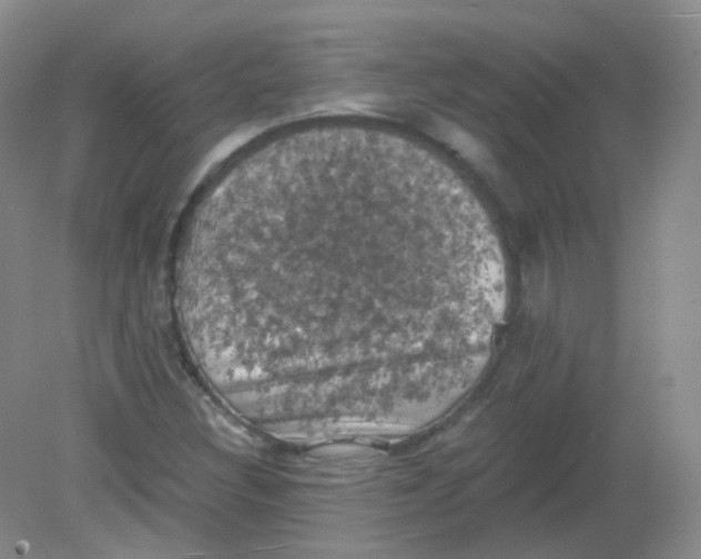 X0000082181308200702021742