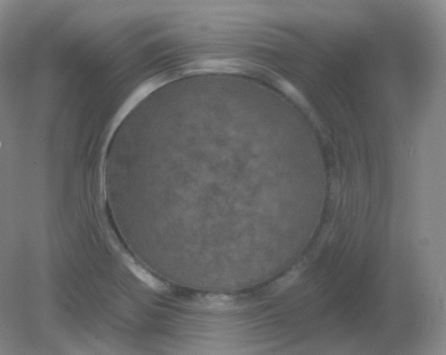 X0000082181370200702021741