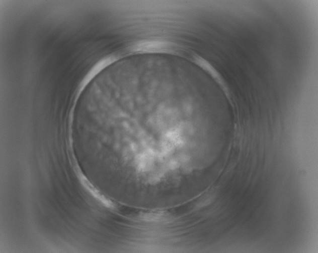 X0000082181386200702021741