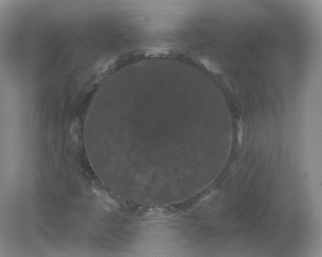 X0000082181445200702021740