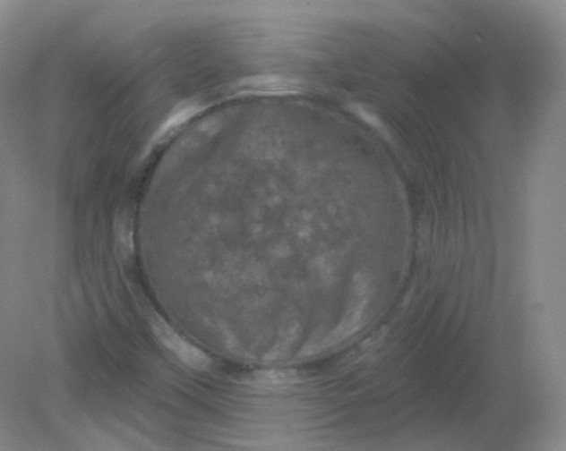 X0000082181451200702021740