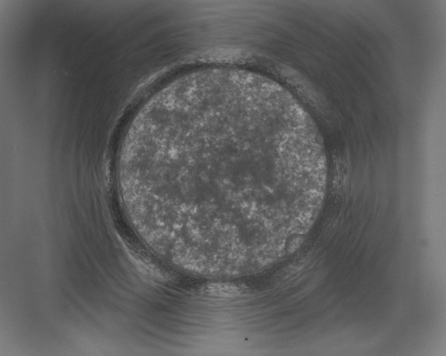 X0000082180636200702092310