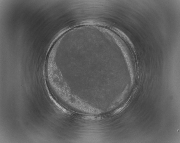 X0000082180855200702092307