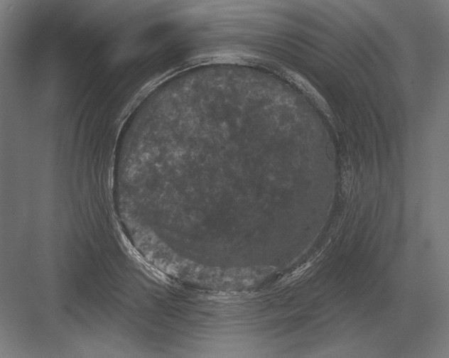 X0000082180938200702092306