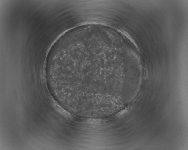 X0000082181068200702092303