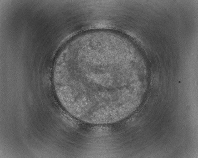 X0000082181314200702092259