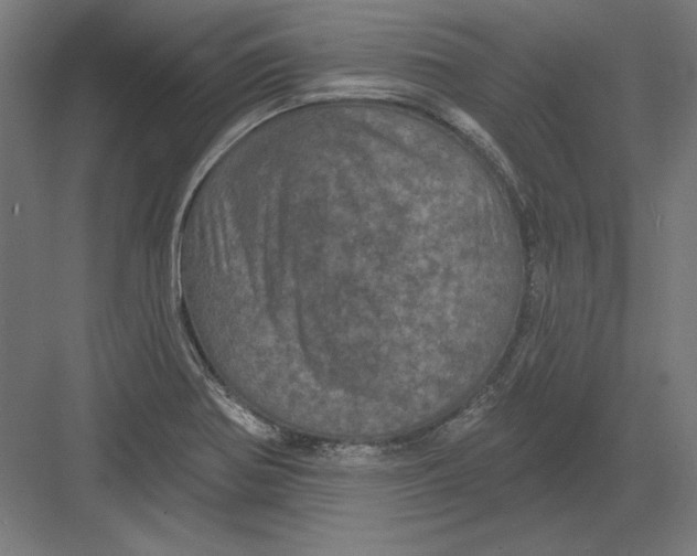 X0000082181370200702092258