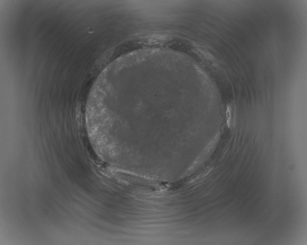 X0000082181395200702092257