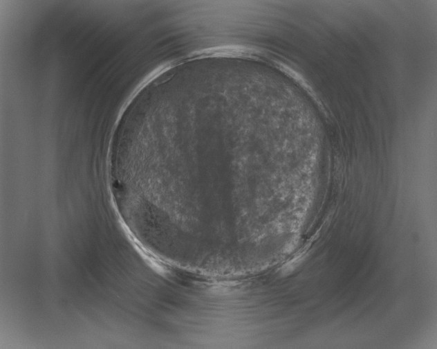X0000082181426200702092258