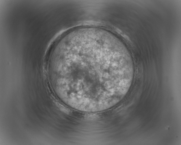 X0000082181454200702092257