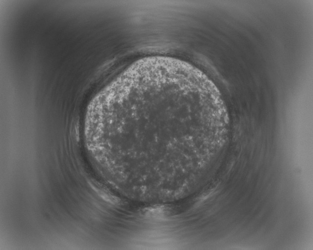 X0000082180068200702162337