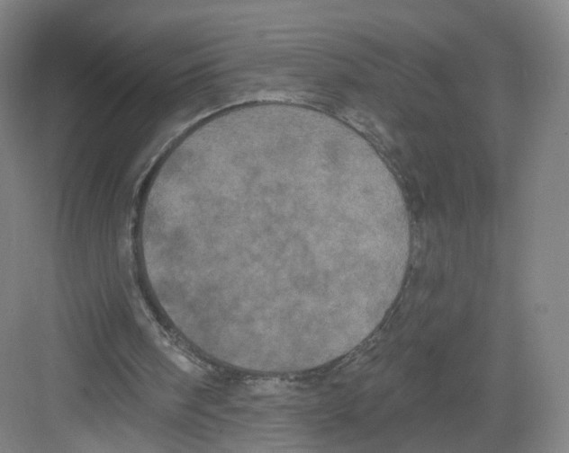 X0000082180098200702162337