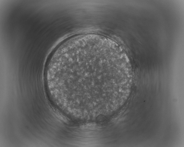 X0000082180196200702162335