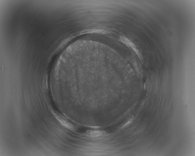 X0000082180205200702162335