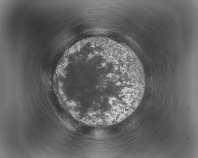 X0000082180264200702162334