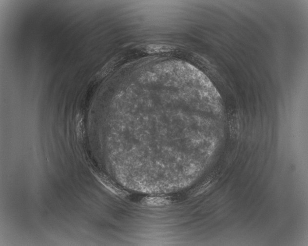 X0000082180327200702162333
