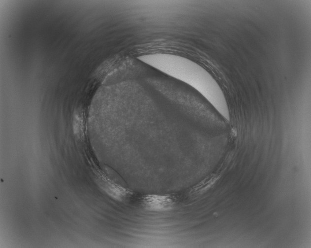 X0000082180333200702162333