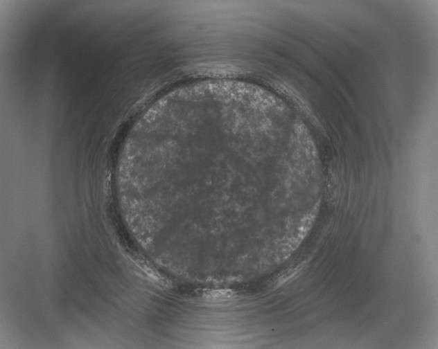 X0000082180355200702162332