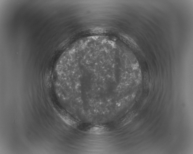 X0000082180364200702162333