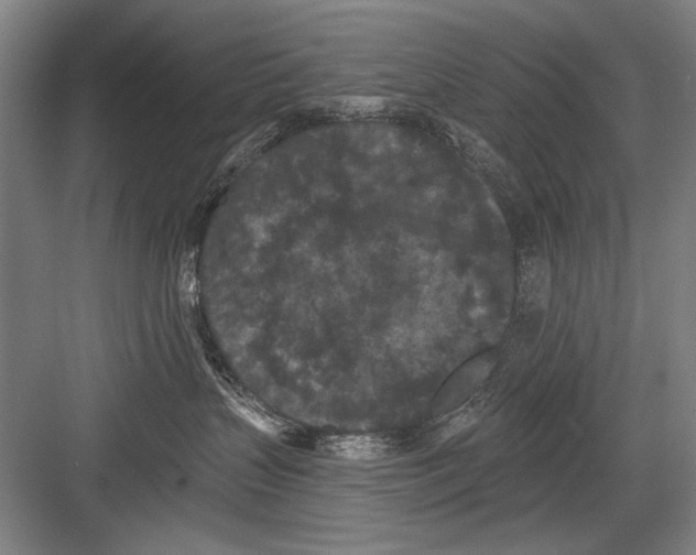 X0000082180383200702162333
