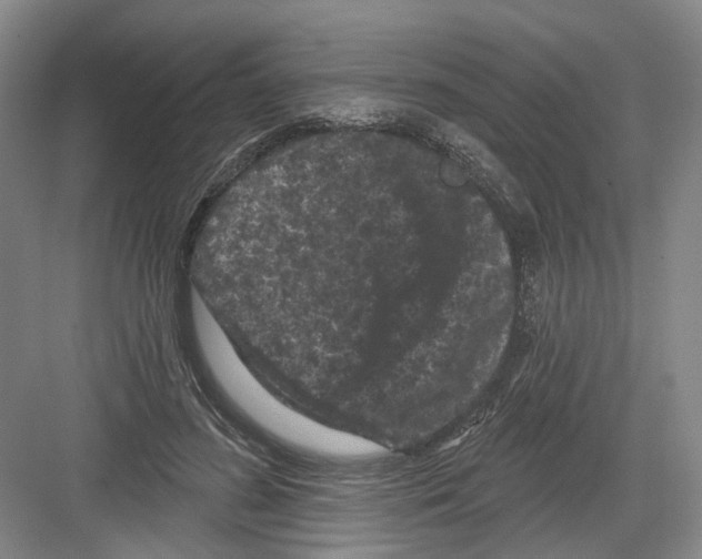 X0000082180596200702162329
