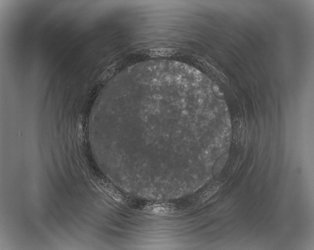 X0000082180655200702162328