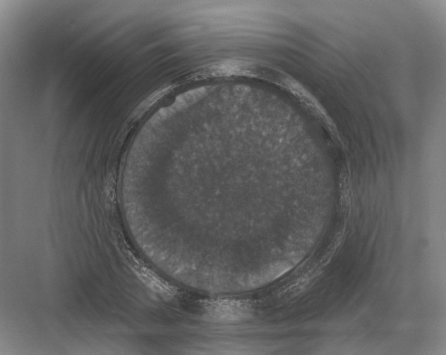 X0000082180785200702162325