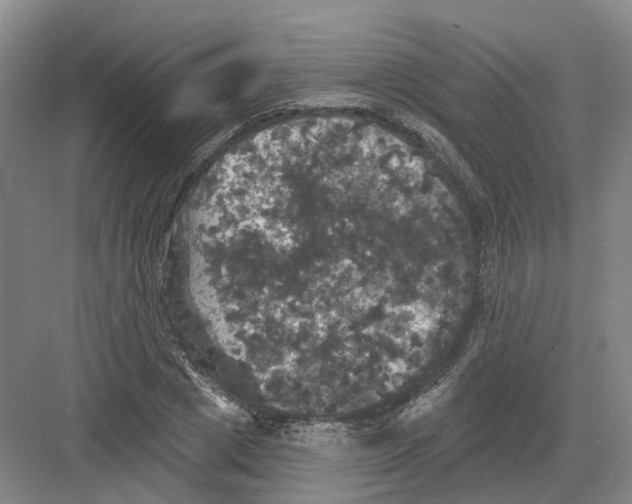 X0000082180833200702162324
