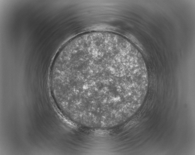 X0000082180848200702162325