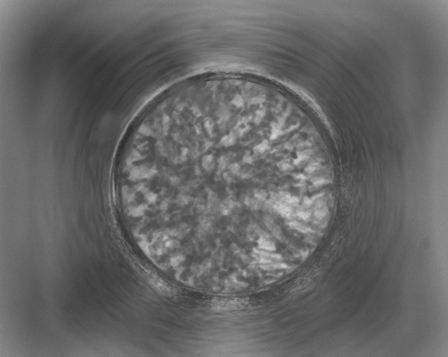 X0000082180887200702162324