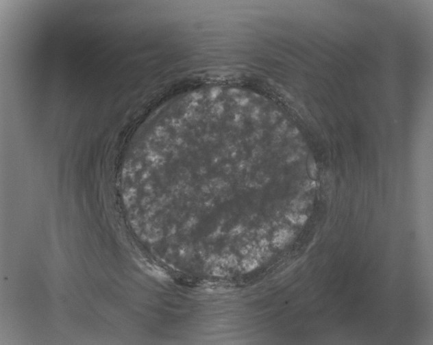 X0000082180913200702162322