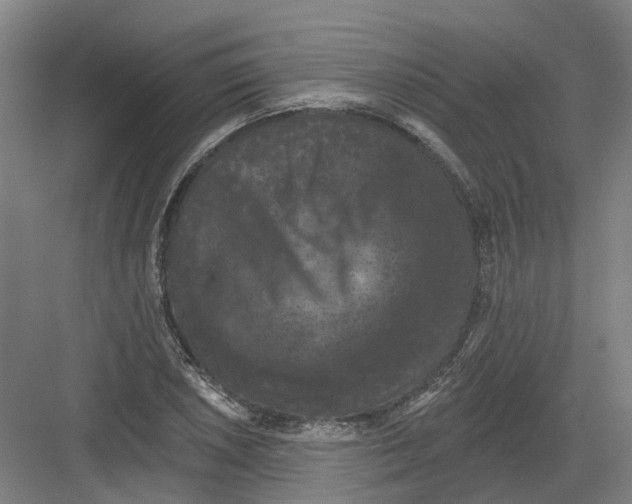 X0000082181026200702162321