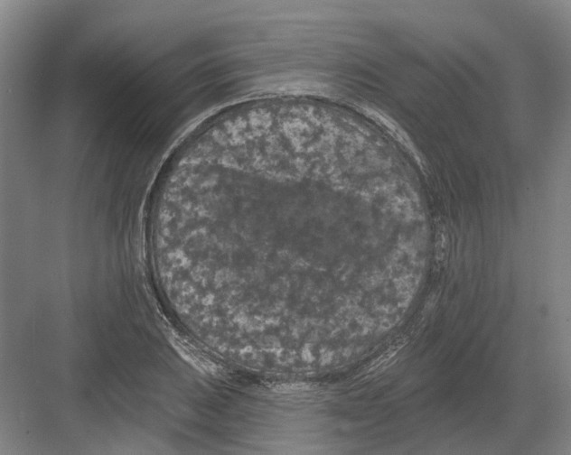 X0000082181031200702162321