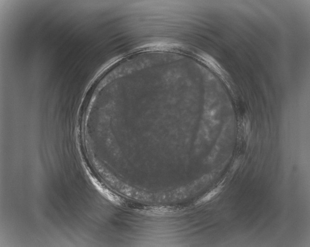 X0000082181042200702162321