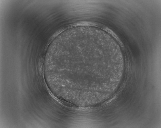 X0000082181049200702162321