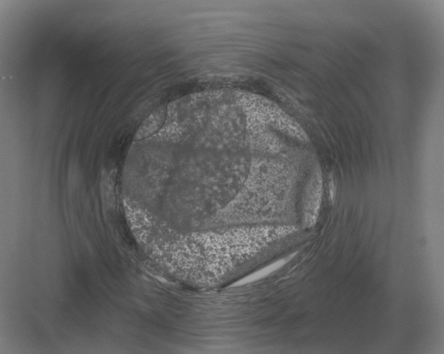 X0000082181059200702162321