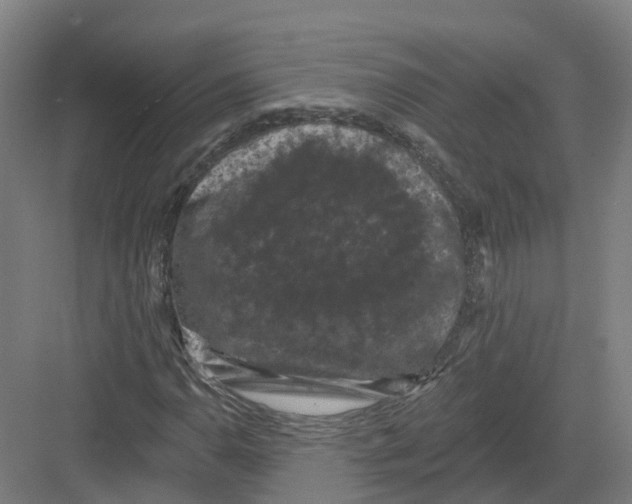 X0000082181110200702162319