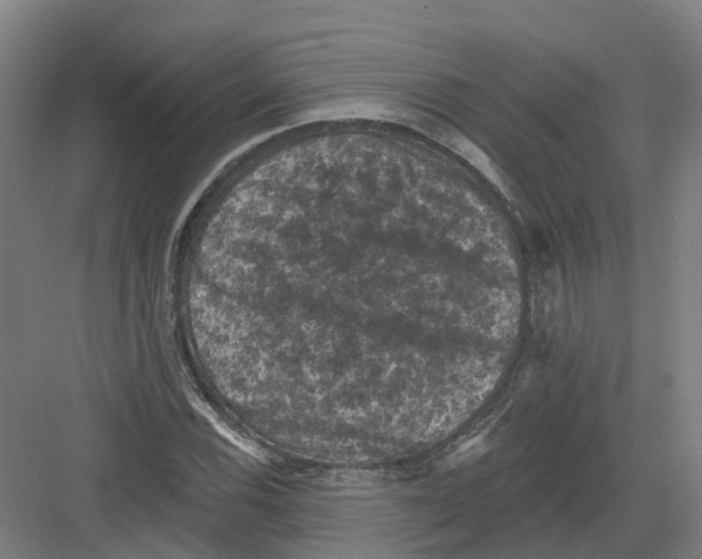 X0000082181116200702162319