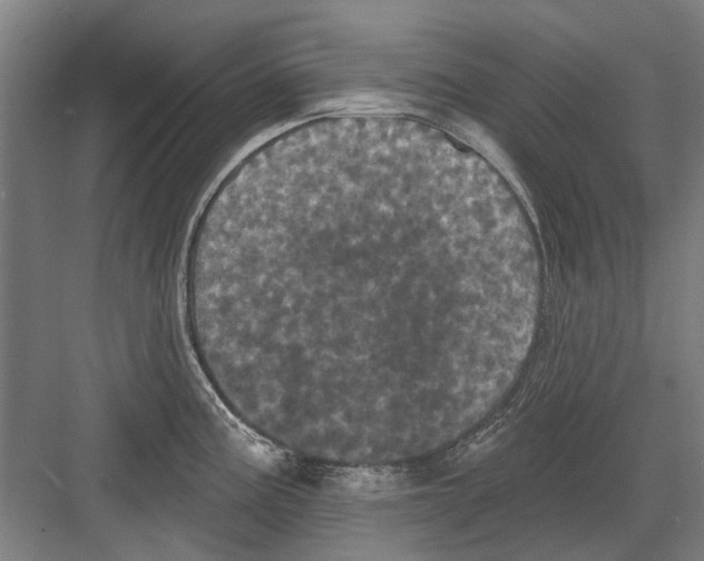 X0000082181195200702162318