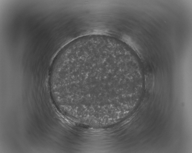 X0000082181260200702162317