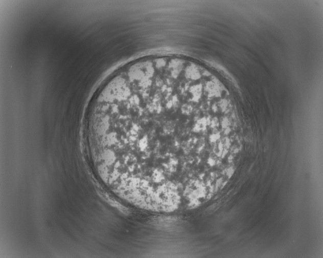 X0000082181278200702162317