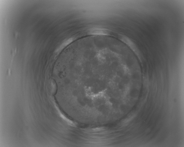 X0000082200433200701270122