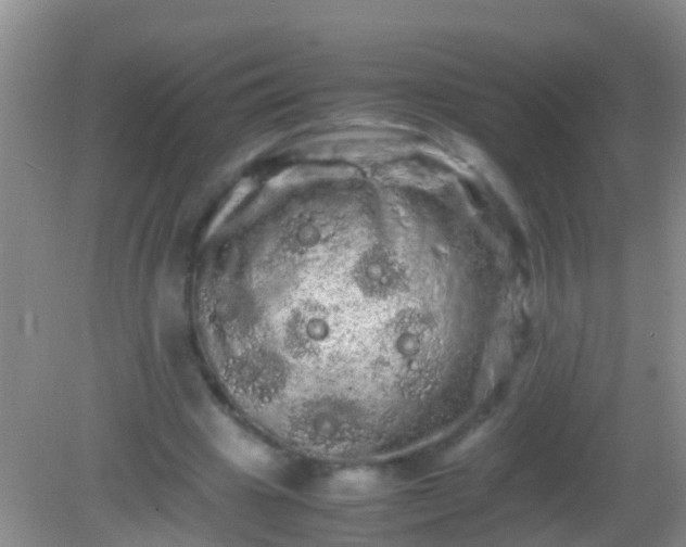 X0000082200441200701270122