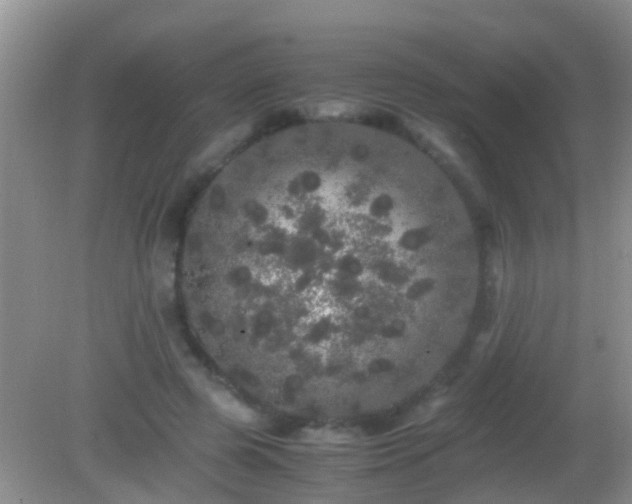 X0000082200545200701270121