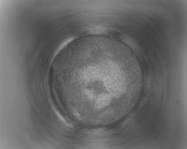 X0000082200626200701270119