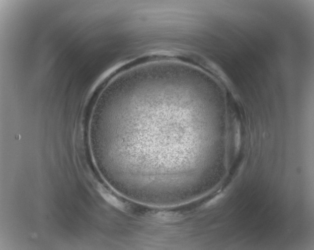 X0000082200779200701270117