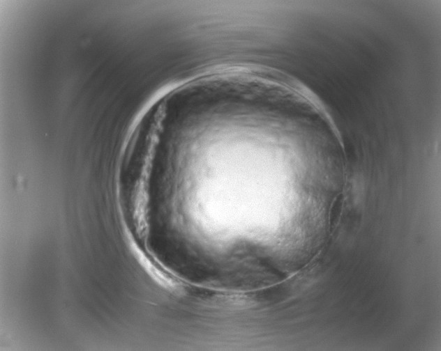 X0000082200811200701270116