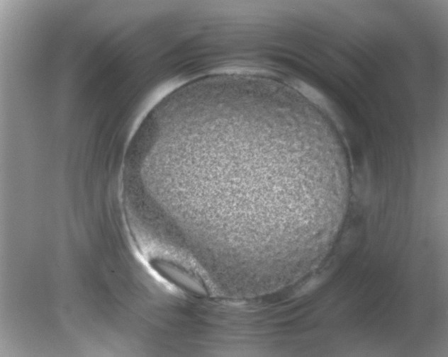 X0000082200855200701270116